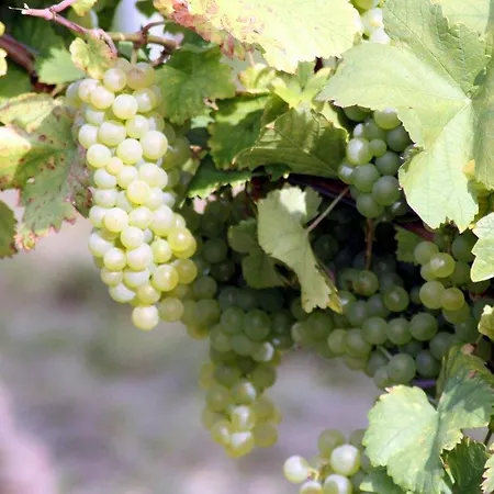 Atrium Baden Hotel Bad Krozingen